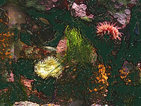 Colors Preceding Photographs (aquarium)